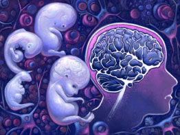 fetal-brain